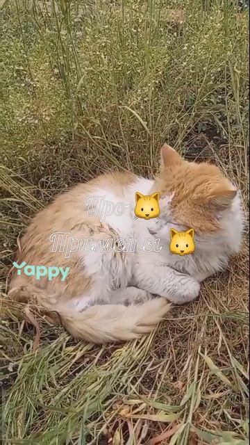 #приметы #кошачийус #достаток 
#кошелёк #суеверия #денеги #рост
