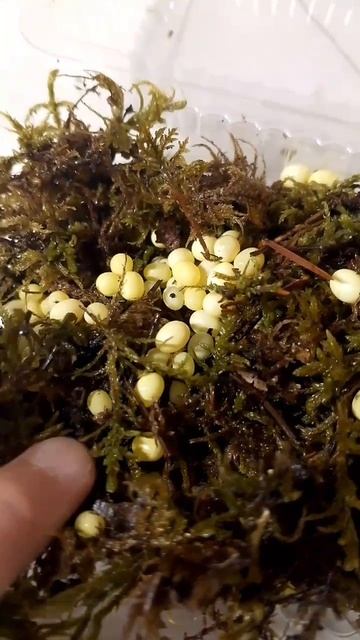 Скоро будут улитята 💚