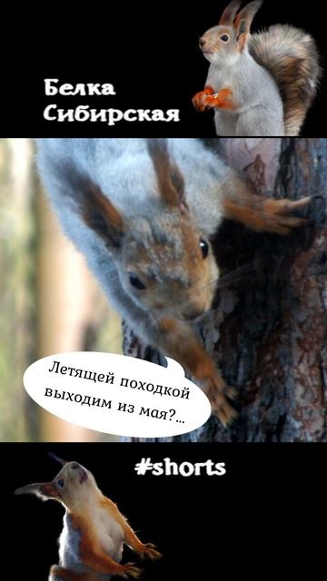 Белка выходит из мая