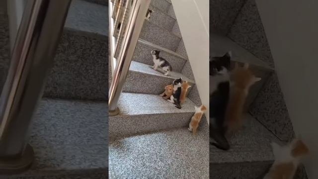 Тихо!Идёт обучение!😻😍🤩❤️