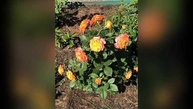 Роза Гартеншпас