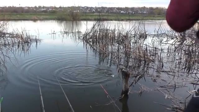 Рыбалка. Ловля карася на поплавок в сильный ветер. My fishing.