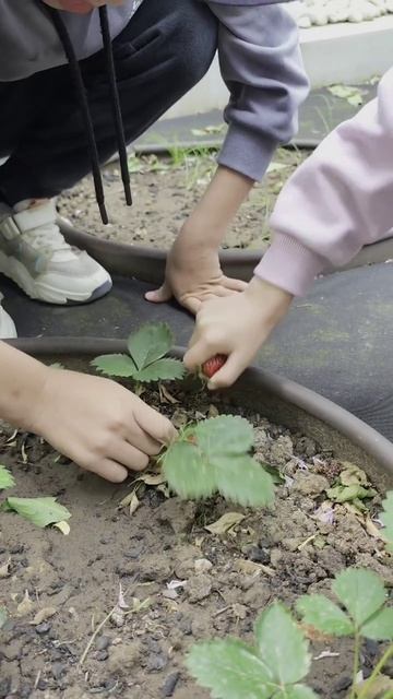Первая клубничка)🍓