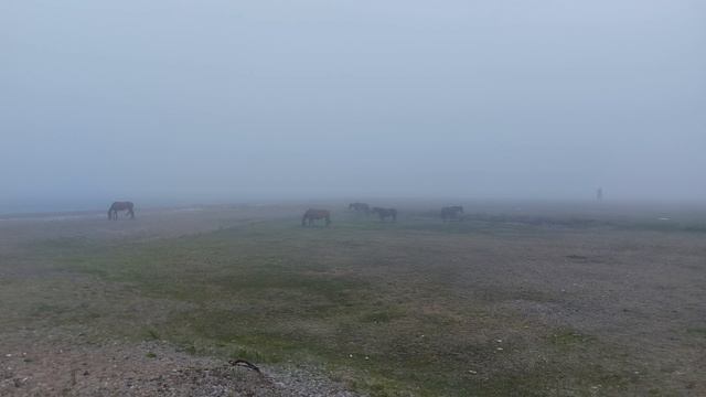 ёжик в тумане