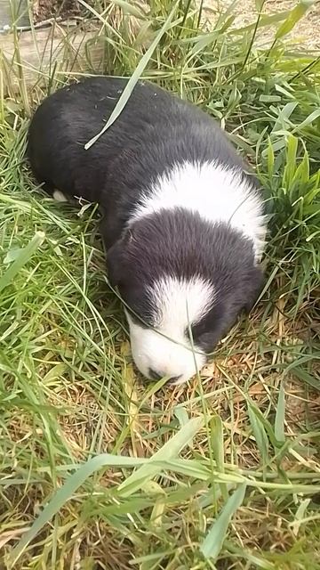 VID_20250531_071300.mp4