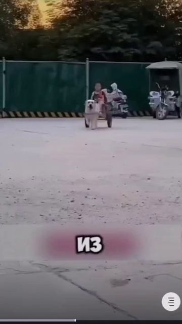 Я слышал, что ездовые собаки бывают...