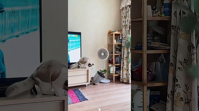 Котики