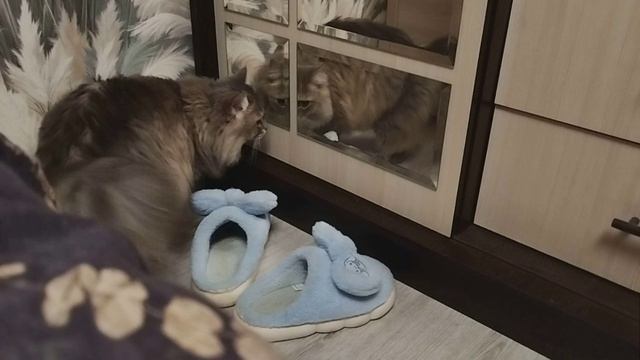 Кошка Джуля