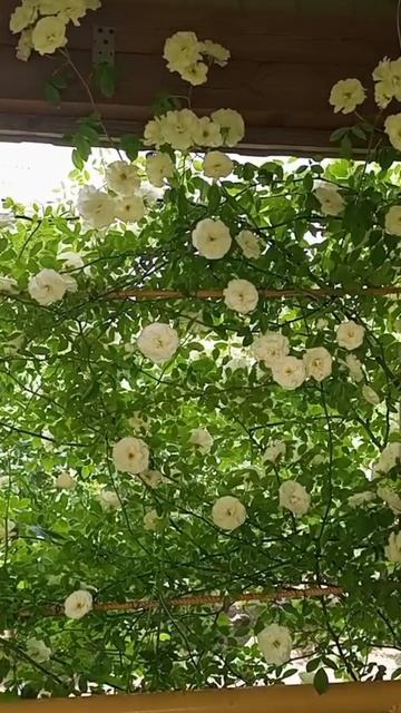 Роза, украшение беседки.