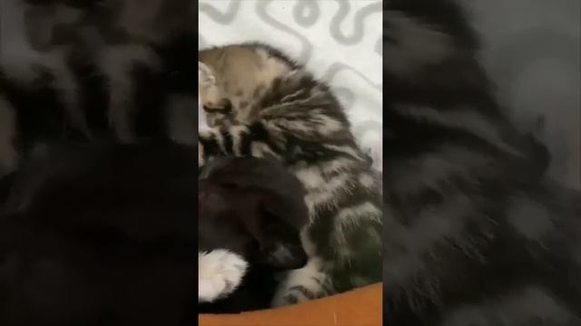 С утра всегда найдется тот, кому не спится больше всех!