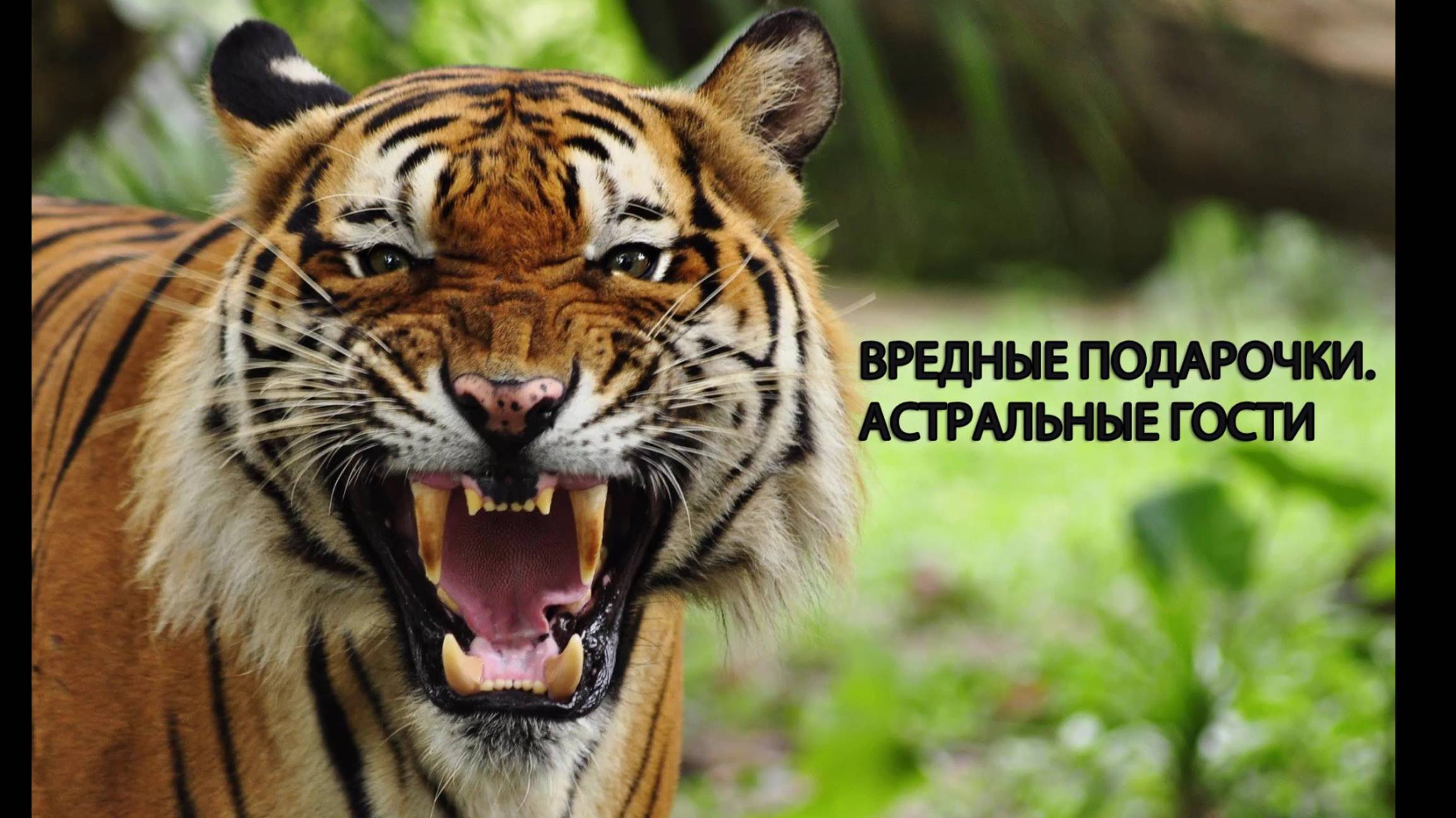 Вредные подарочки. Жуткое видео