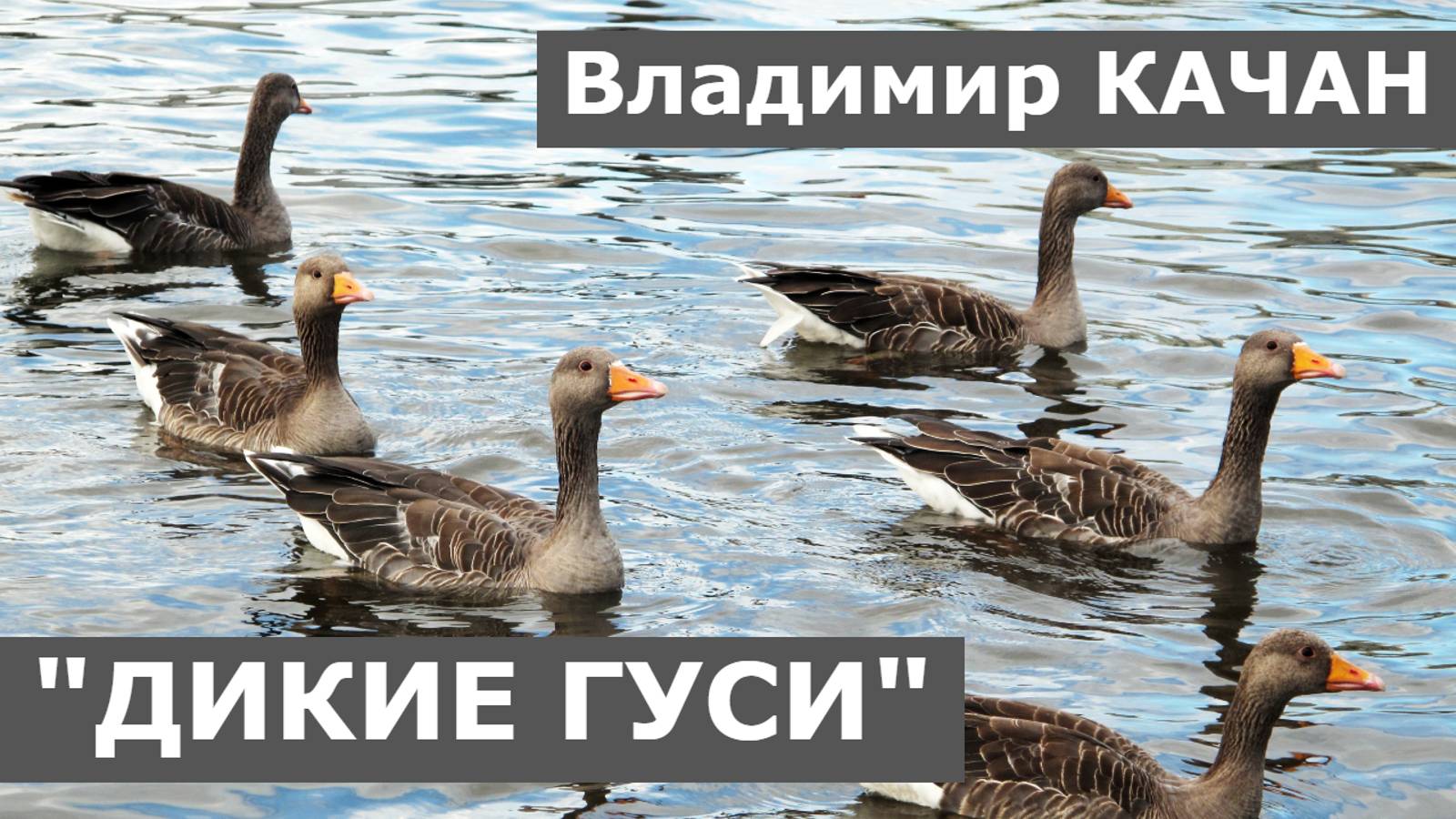 Владимир Качан "Дикие гуси"