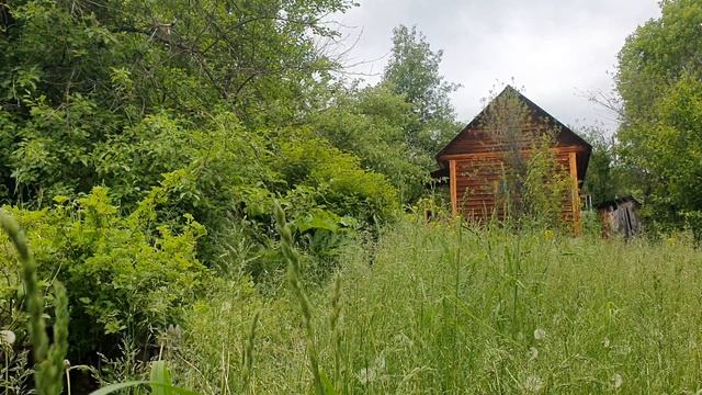 Рута