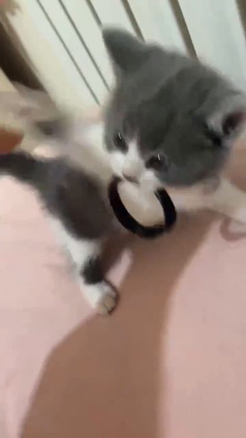 Малыш защищает свою собственность ❤️😻😉