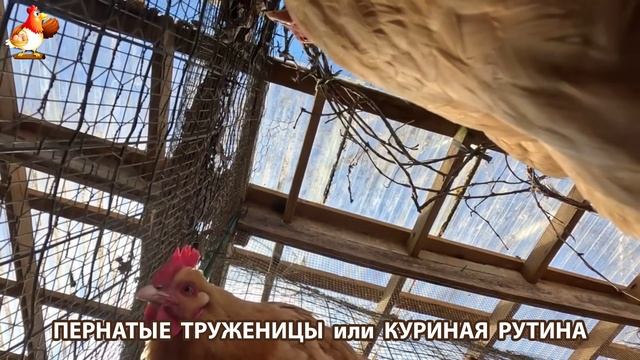 Куры несушки свободного выгула и их обычная куриная рутина – эпизод (380)