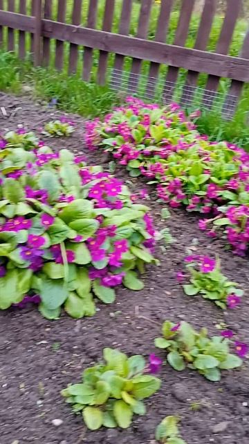 весенняя примула