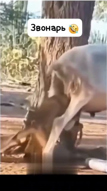 колокольчики 🤣🤣🤣