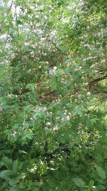 Куст жимолости в цвету, 31 мая 2025.