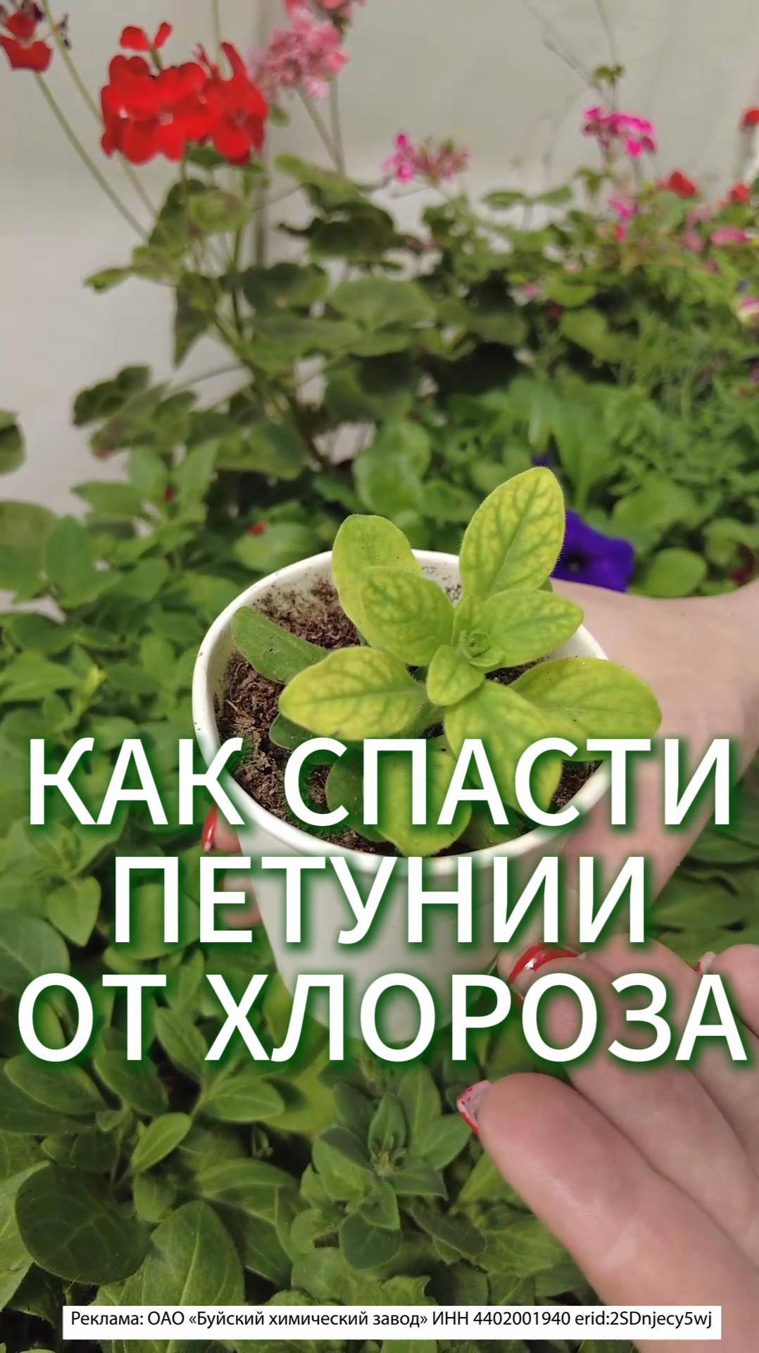 🌾 СРОЧНО! Как спасти ваши петунии от хлороза