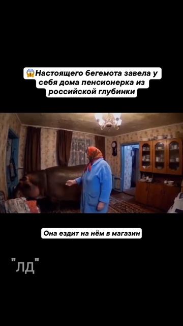 Медведи в России больше не в моде