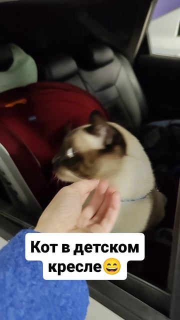 Кот в детском кресле 🤣