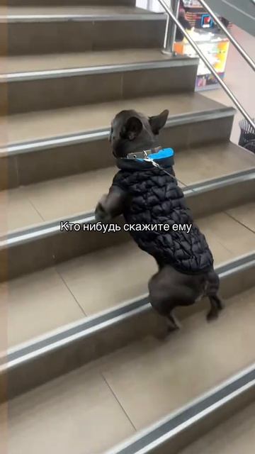 Введите текст