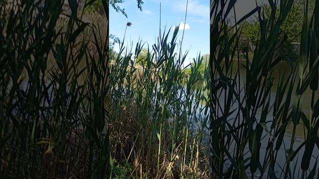 пруд аэродромный пошёл карась и окунь и раки есть