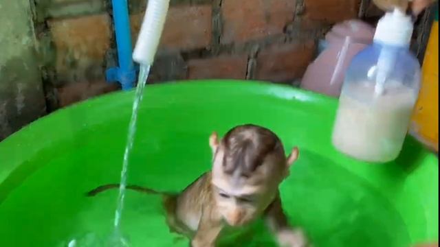 Обезьянке МАЛЫШКЕ повезло Нашли одну в лесу Живёт в доме Купают Кормят СМЕШНАЯ МАЛЮПУСЯ