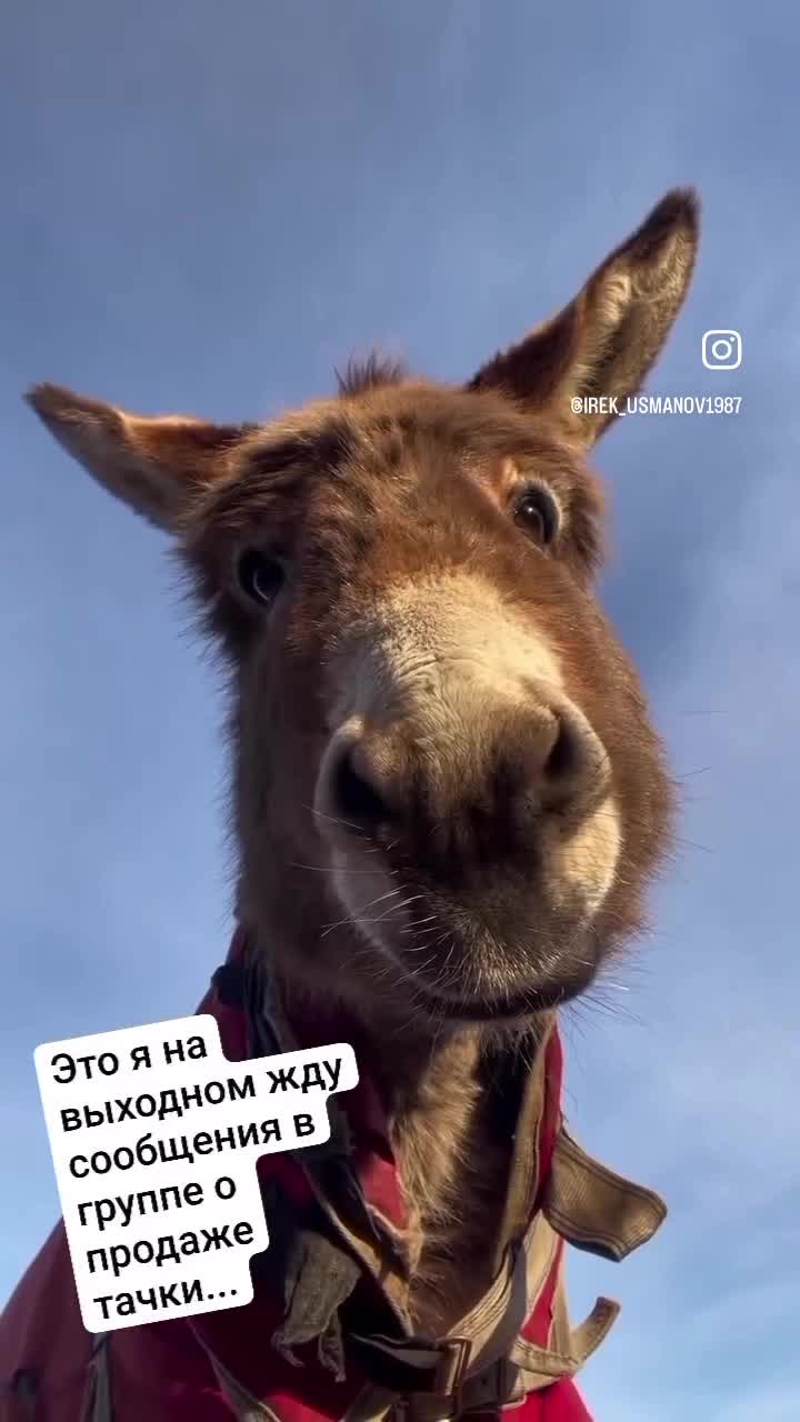 Ослик смотрит в камеру 🫏