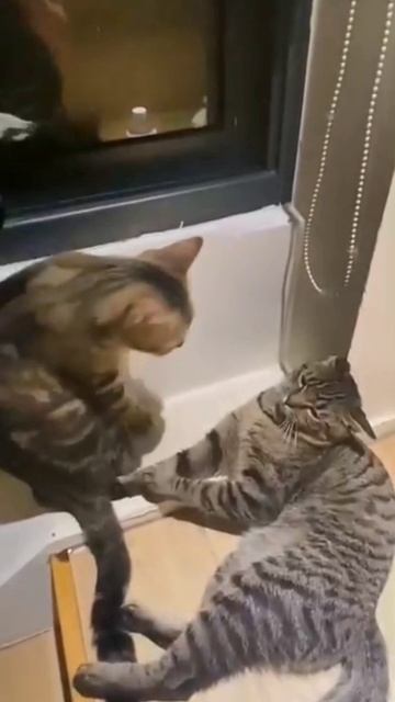 Забавные коты