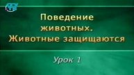 Животные защищаются # 1. Искусство маскировки