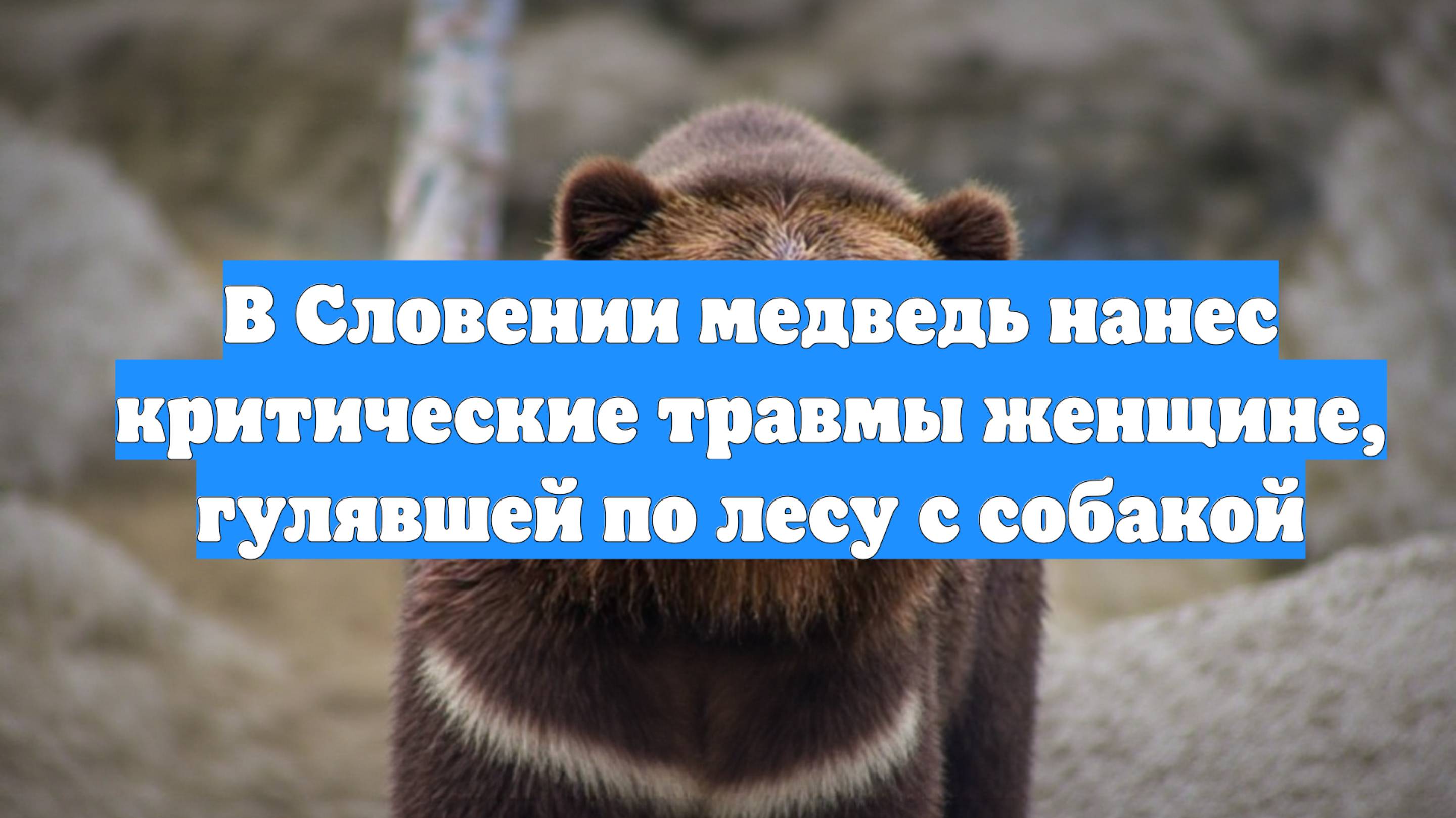 В Словении медведь нанес критические травмы женщине, гулявшей по лесу с собакой