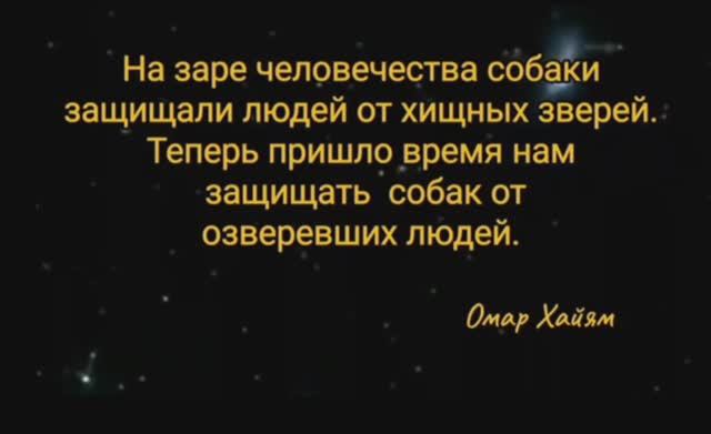 Коротко о собаках