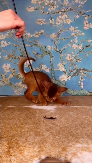 Абиссинские котята. Прекрасная Астория. GOLD VEIN СПб https://abygoldvein.ru #cat #animals