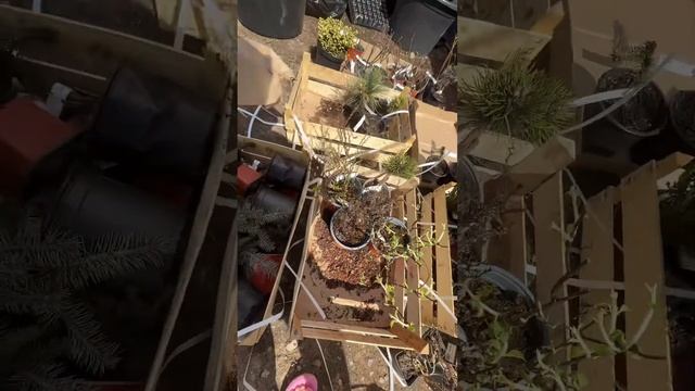 Распаковка. Растения из Европы