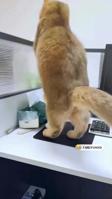 Приятного водопития, двуногая😆