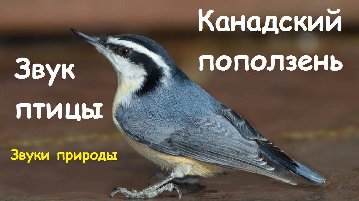 Звук птицы. канадский поползень. Звуки природы