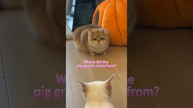 Котики
