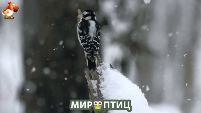 Мир птиц – красота и грация пернатых созданий Природы 🦩🦚🦜 Выпуск (172) 🦉🐦🐤