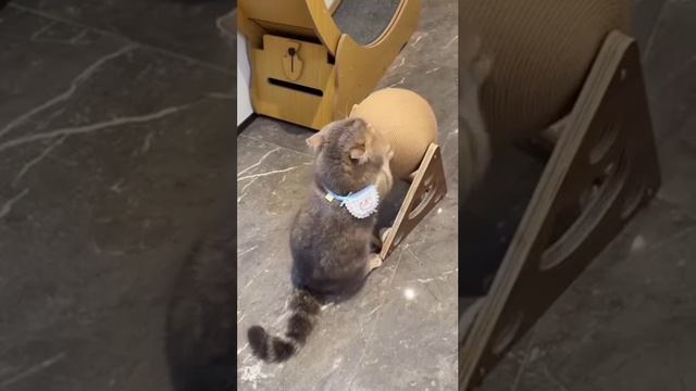 В Сети хайпит кот, который начал тренироваться, чтобы дать отпор собаке