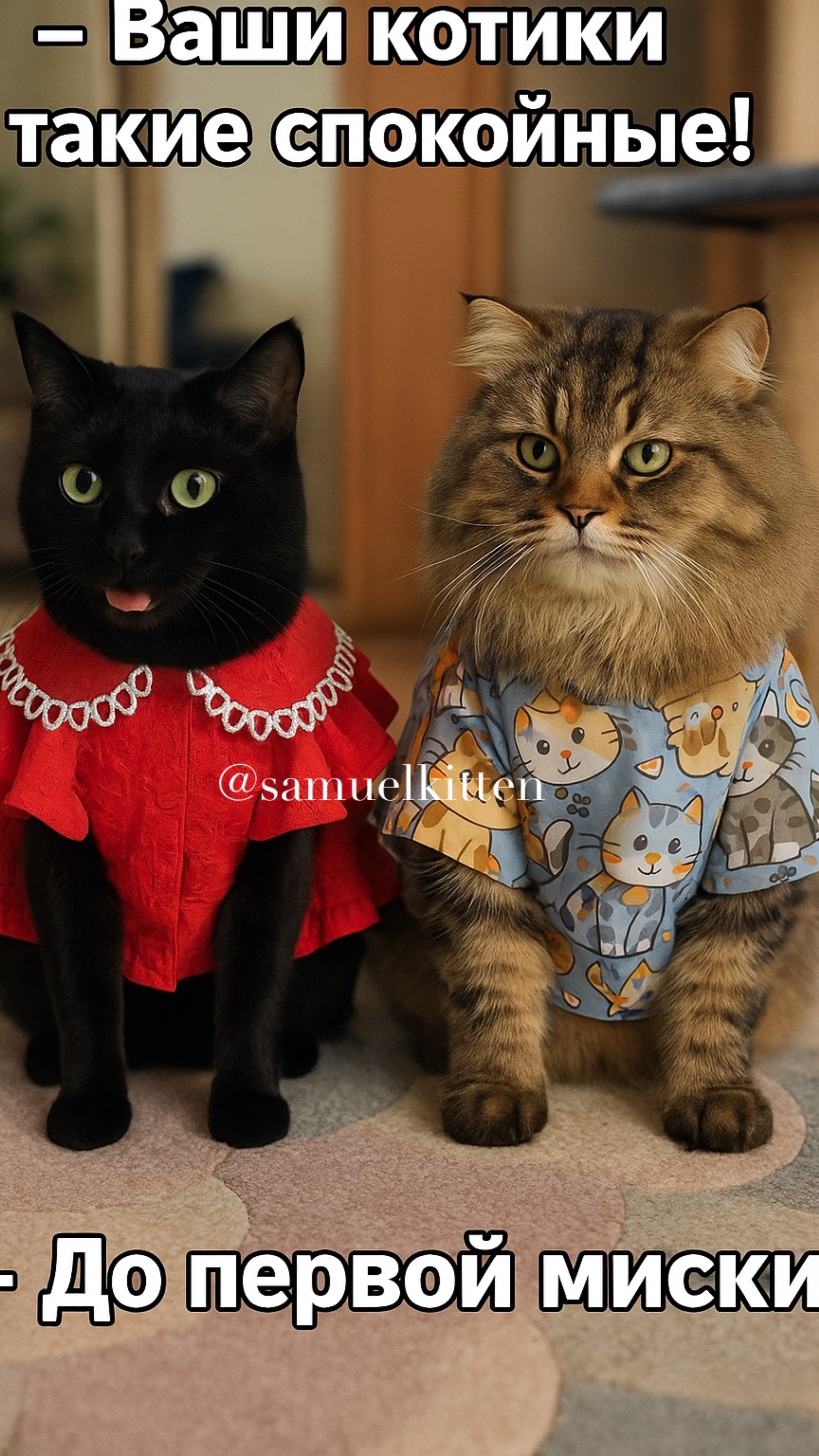 Как думаете, кто победил?😹 #котики #юмор #бэтмен