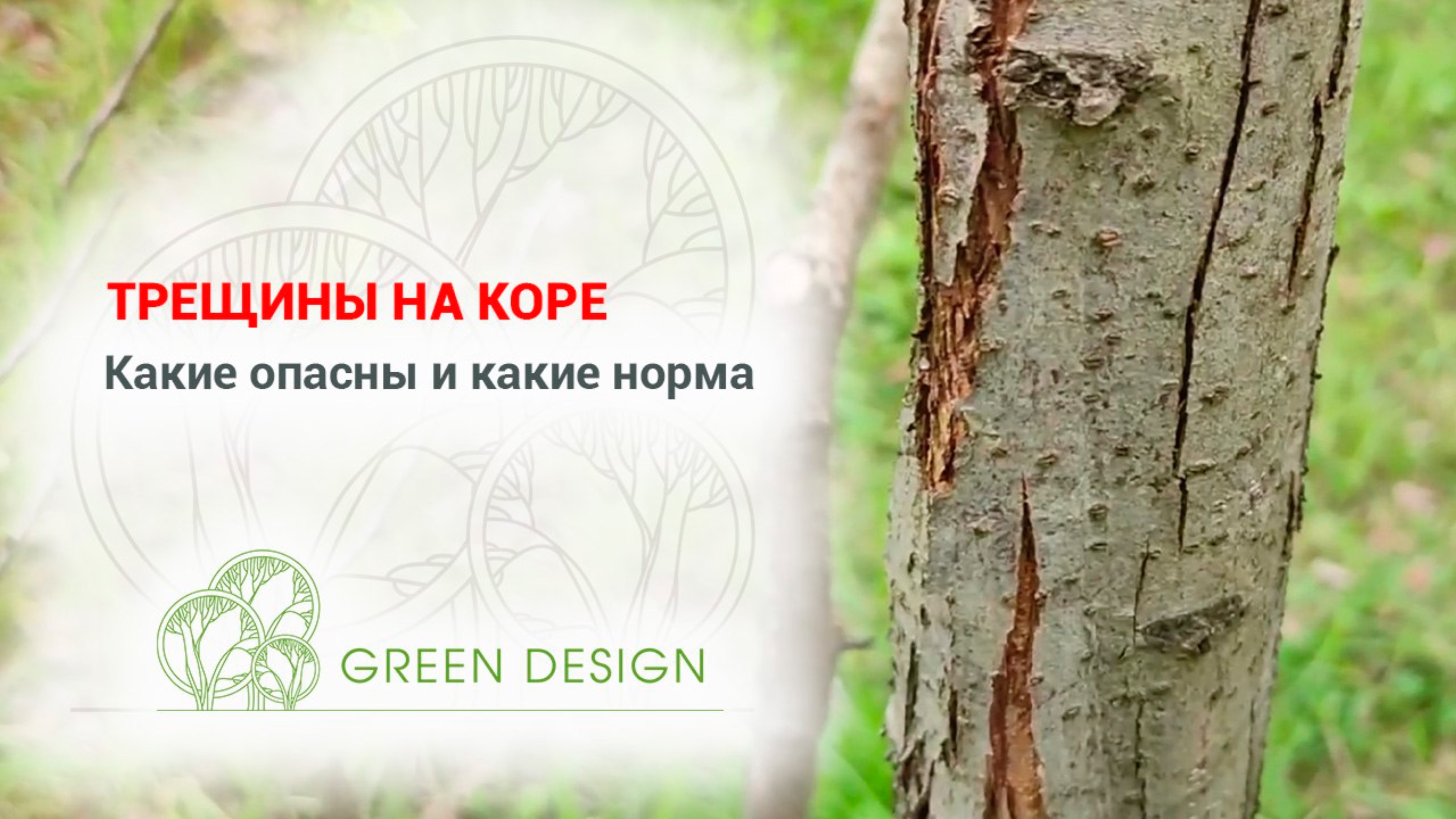 Трещины на коре: какие опасны и какие нормы?
