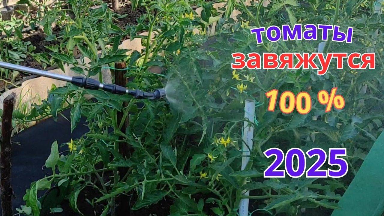 После этой подкормки на томатах и перцах завяжется каждый цветок.