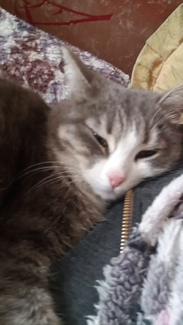 Сонечка крепко спит!😼