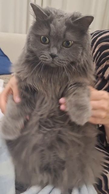 котик