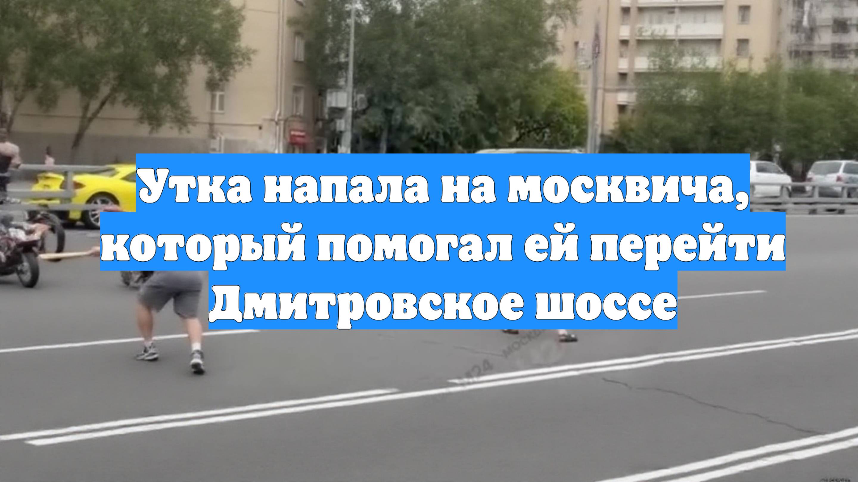 Утка напала на москвича, который помогал ей перейти Дмитровское шоссе