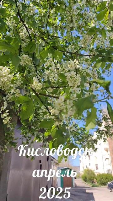 Черемуха в Кисловодске