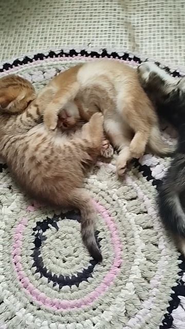 1000030725.mp4