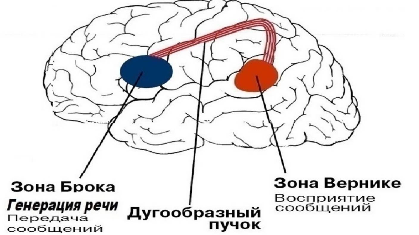 2-2+  Воздух, которым мы дышим   был не всегда  Зона  Брока + зона Вернике