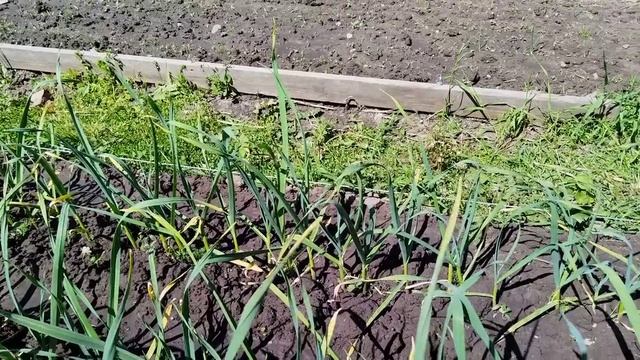 Как подкормить чеснок и защитить его от вредителей.